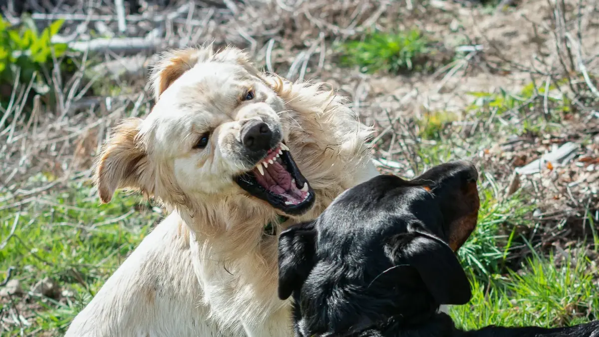 Two dogs facing each other in a play bow stance on grass