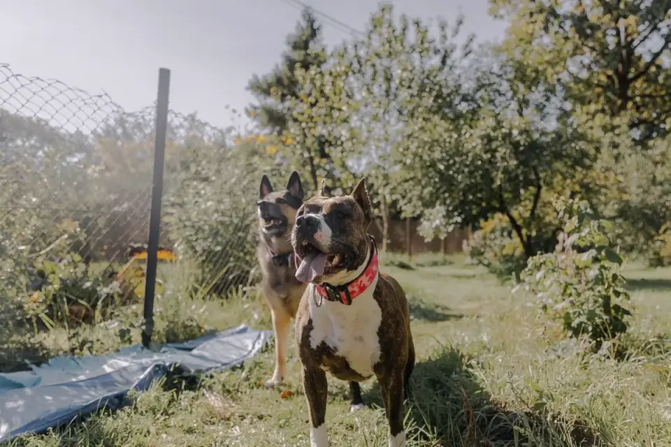 Two dogs playing
