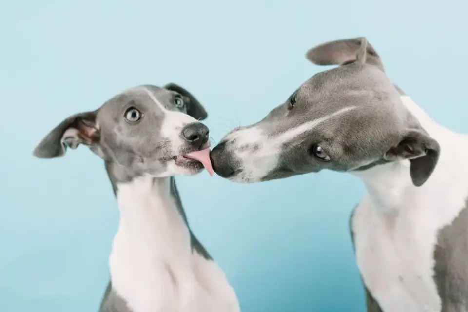 Two dogs playing