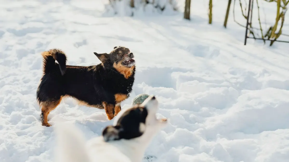 Two dogs playing