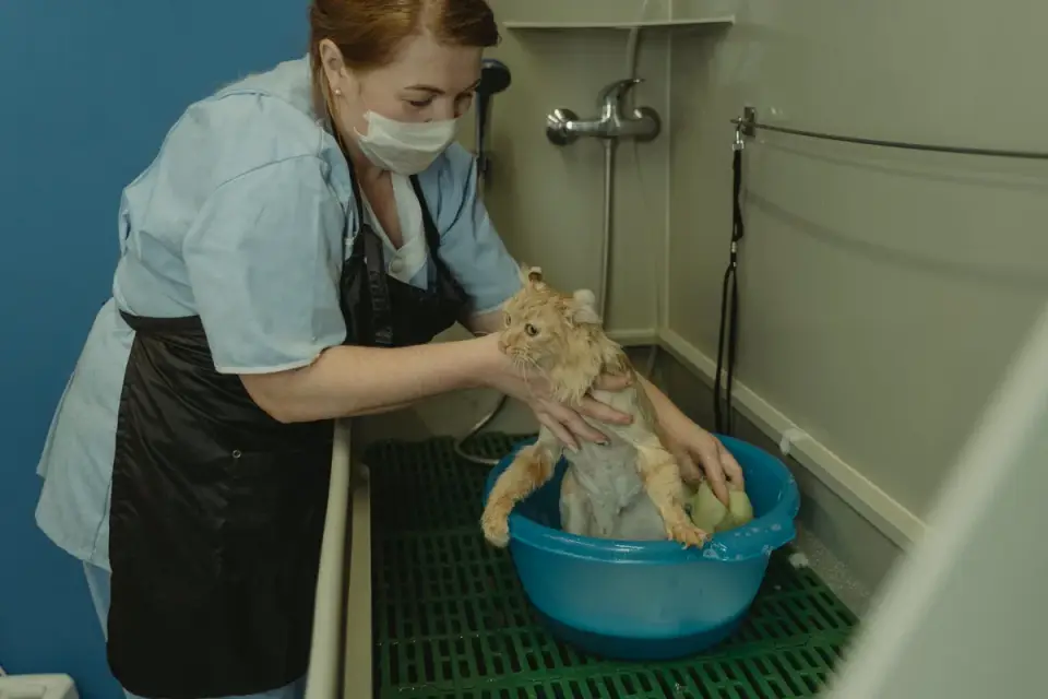Veterinarian examining a dog&#x27;s coat and skin during a wellness exam