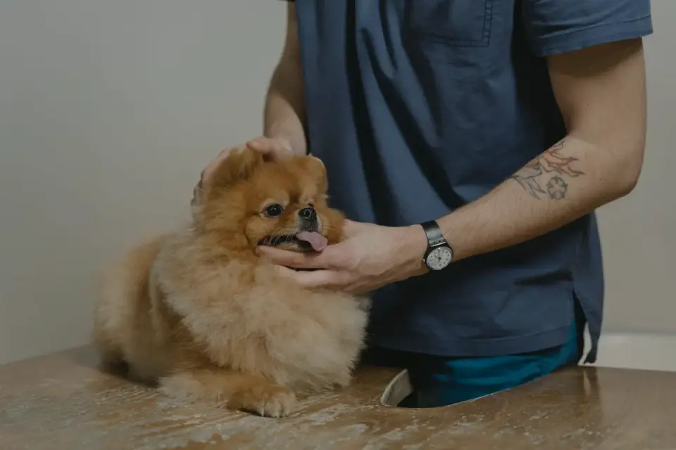 Veterinarian reviewing a supplement label with a dog owner in an exam room
